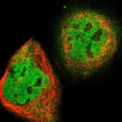 CIAO1 Antibody, Novus Biologicals:Antibodies:Primary Antibodies